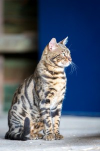 Malu Bengals Kater Chester