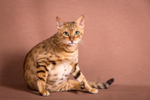 Malu Bengals Katze Sally Fleins-Wild