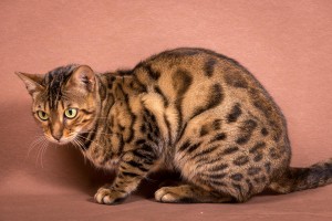 Malu Bengals Katze Silla Banbilar