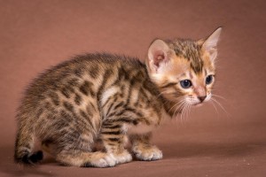 Malu Bengals Katzenzucht Kitten