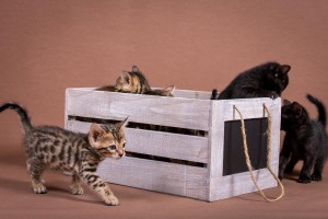 Malu Bengals Katzenzucht Kitten