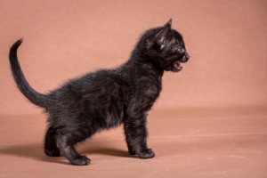 Malu Bengals Kitten Amir Junge melanistic